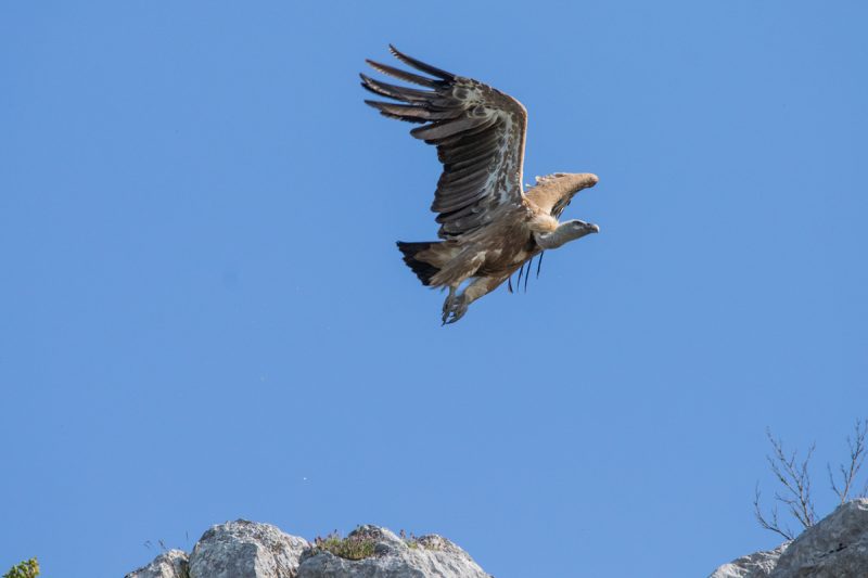Vautour fauve s&rsquo;envolant